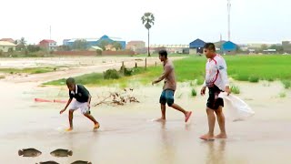 Catch Fishes in The Rain in Cambodia  Net Fishing in Rice Field [upl. by Nannek428]