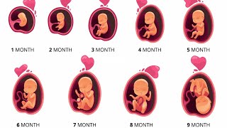 Prenatal Development Stages Explained  From Conception to Birth [upl. by Ecnarret]