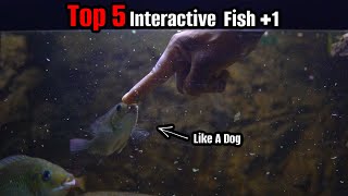 People Are Shocked At How Interactive These Fish Are [upl. by Nettirb]