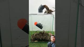 bucketmousetrap animals rat mousetrap rattrap pets mouse rattletrap cute uniquetrap [upl. by Georgeanne46]