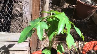 Growing Papaya Plants Golden in UK [upl. by Cosimo380]