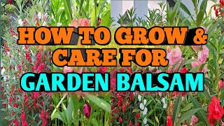 How to Grow amp Care for Garden Balsam Rose balsam [upl. by Adnema192]