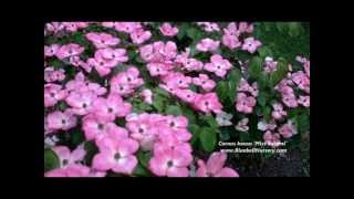 Cornus kousa Miss Satomi Pink Flowering Dogwood [upl. by Haleigh]