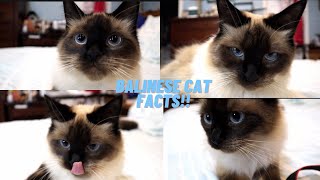 Top 10 Balinese Siamese Cat Facts [upl. by Christiansen]