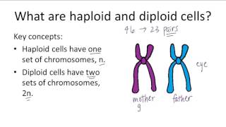 Haploid v Diploid [upl. by Longley]