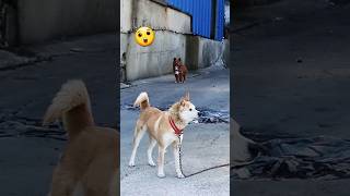 Dogs😲😍 Shiba inu amp Alopekis [upl. by Amberly]