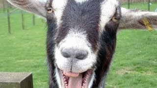 Funny Goats Screaming like Humans [upl. by Ahseekat]