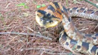 hognose snake hood defense [upl. by Athena]