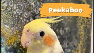 Peekaboo bird trainingTeach your bird to say PeekabooTraining for parrots [upl. by Humfrid236]