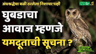 अंधश्रद्धेचा बळी ठरलेला पक्षी  घुबड  owl myths  Maha MTB [upl. by Elicia]