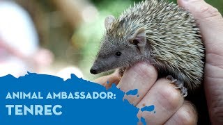 Animal Ambassador Meet Elise [upl. by Ching797]