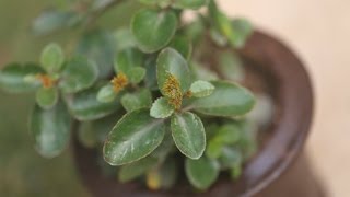 How to Grow and Care for Kalanchoe Plants [upl. by Cirdec]