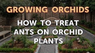 How to Treat Ants on Orchid Plants [upl. by Tram]