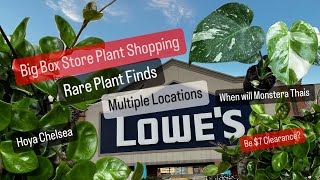 Big Box Store Plant Shopping Multiple Locations Lowes Monstera Thai Constellation Clearance Hunt [upl. by Nikaniki]