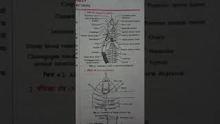 Alimentary Canal of Earthworm Zoology practical Bsc 1 year shorts [upl. by Aisemaj]