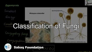 Classification of Fungi Zygomycota Biology Lecture  Sabaqpk [upl. by Iroak]