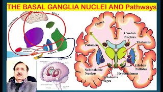 THE BASAL GANGLIA NUCLEI AND ITS Pathways Lectures by Dr Alamzeb [upl. by Rianna]