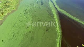 Eutrophication  Algal bloom  Toxic Algae [upl. by Assenal]