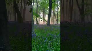 A Moment Like This nature forest beautifulnature relaxingmusic [upl. by Kim200]