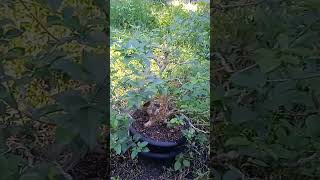 Vitex Parviflora bonsai on process👍 [upl. by Millham]