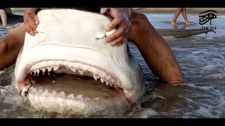 Tiger Shark brings a friend along Doubled up with Prodigy Fishing [upl. by Nawuq]