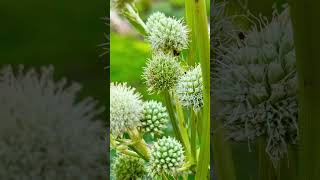 Rattlesnake master flowers garden nature gardenflowers [upl. by Etnwahs]