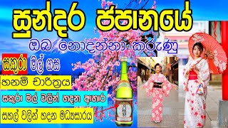 Sakura Mal සකුරා මල්  sakura  japan sakura ජපානයේ සුන්දර සකුරා වසන්තය Cherry Blossom in Japan [upl. by Nodnrb]