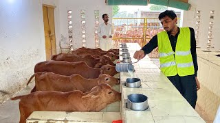 Sahiwal Calves Government Jehangirabad Sahiwal Cattle Farm Part 23 ll Calf Rearing cow dairyfarm [upl. by Drarreg]