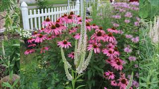 Culvers Root  A Good Pollinator Plant  CEGNatives [upl. by Auqenaj]