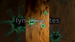 Working Mechanism Of TampB Lymphocytes🩸ONE MINUTE HACK 🛟 arfoundationambuj [upl. by Dettmer352]