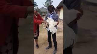 Abel mauchi at Chief Charumbira homestead apihwa huku inorema 8kgs [upl. by Ardnas]