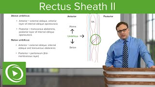 Rectus Sheath II – Anatomy  Lecturio [upl. by Nyahs]