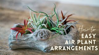 Air Plant Display Ideas  Tillandsia Gardening Tips  Indoor Gardening 🌱 [upl. by Netaf339]