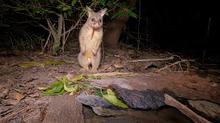 Brushtailed Possum 8 hours activity in less than 2 minutes [upl. by Anilos]