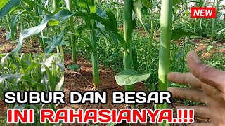 TERNYATA INI RAHASIANYA AGAR JAGUNG SUBUR LAKUKAN INI PADA UMUR 45HST [upl. by Joline208]