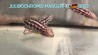 Julidochromis marlieri XL 🇩🇪 bred [upl. by Rhonda]