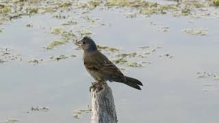 Blue Grosbeak [upl. by Aehc]