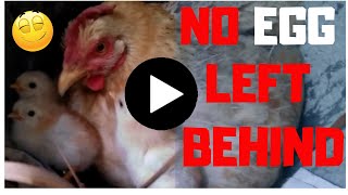 Saving Unhatched Eggs A Farmer Must Watch  Golden Works TV [upl. by Yelnoc49]