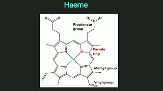 Structure of Haemoglobin [upl. by Botzow987]