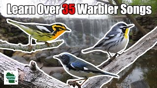 Learn 35 Warblers Songs Central and Eastern United States [upl. by Zelikow]