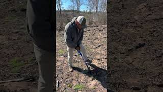 How to check if a Loblolly pine seedling is properly planted with BJ Hill [upl. by Verge640]