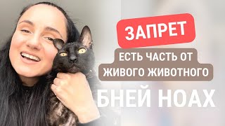 Бней Ноах  Запрет есть часть от живого животного  7 Мицвот  много или мало  Haverot [upl. by Fair]