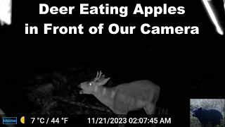 Deer Eating Wild Apples at Night in Front of Our Trail Camera [upl. by Enixam]