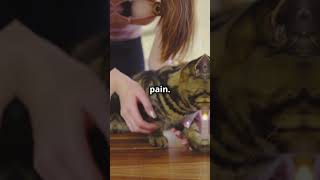 Why You Should NEVER Declaw Your Cat [upl. by Afrika]