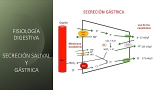 Fisiología digestiva Secreción salival y gástrica [upl. by Amej]