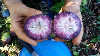 EP21 El caimito morado Chrysophyllum cainito  Cosechando de un árbol gigante junto a David [upl. by Halsy]