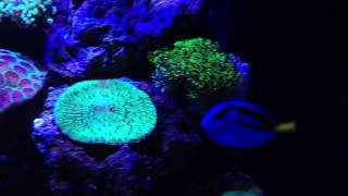 Juwel Lido 200 Saltwater Reef setup smaller update [upl. by Tisbee]