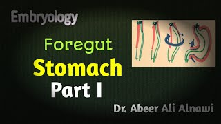 Embryology Development of the stomach Part I  Dr Abeer Ali Alnawi [upl. by Nea]