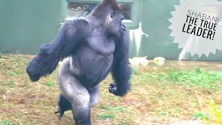 Huge Silverback Gorilla Never Yield To Young Males Challenge  The Shabani Group [upl. by Eimarrej109]