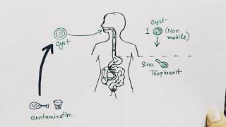 Entamoeba histolytica life cycle  hindi   Amoebic dysentry  parasitic protozoan [upl. by Adla]